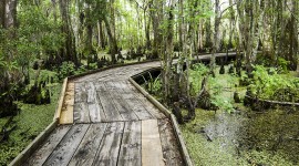 Barataria Preserve, New Orleans, LA