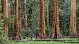 Sequoia National Park, Sierra Nevada Mountain Range, CA