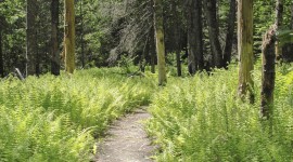 Camden Hills State Park-Lower Sagamore Village, Camden, ME