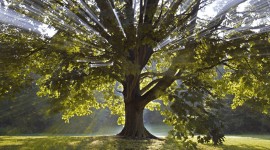 2010: Every Tree Tells a Story 