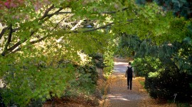 Coker Arboretum, Chapel Hill, NC