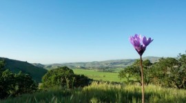 Coyote Valley