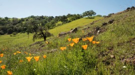 Coyote Valley