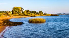 Hog Island Wildlife Management Area, Surry, VA