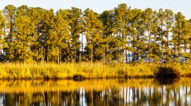 Hog Island Wildlife Management Area, Surry, VA