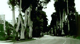 Howard Ralston Eucalyptus Rows, Burlingame, CA