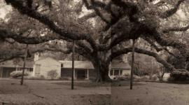 Southern Live Oak, Baton Rouge, LA