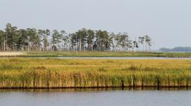 Blackwater National Wildlife Refuge, Dorchester, MD 