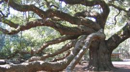 Angel Oak, Charleston, SC