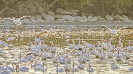 Mitchell Lake, San Antonio, TX