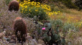 Tovrea Castle and Carraro Cactus Garden