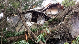 A tree fell on the James Rose Residence