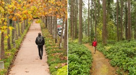 Pathways at Weyerhaeuser International Headquarters, Federal Way, WA