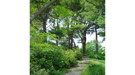 Bussey Hill, Arnold Arboretum, Boston, MA