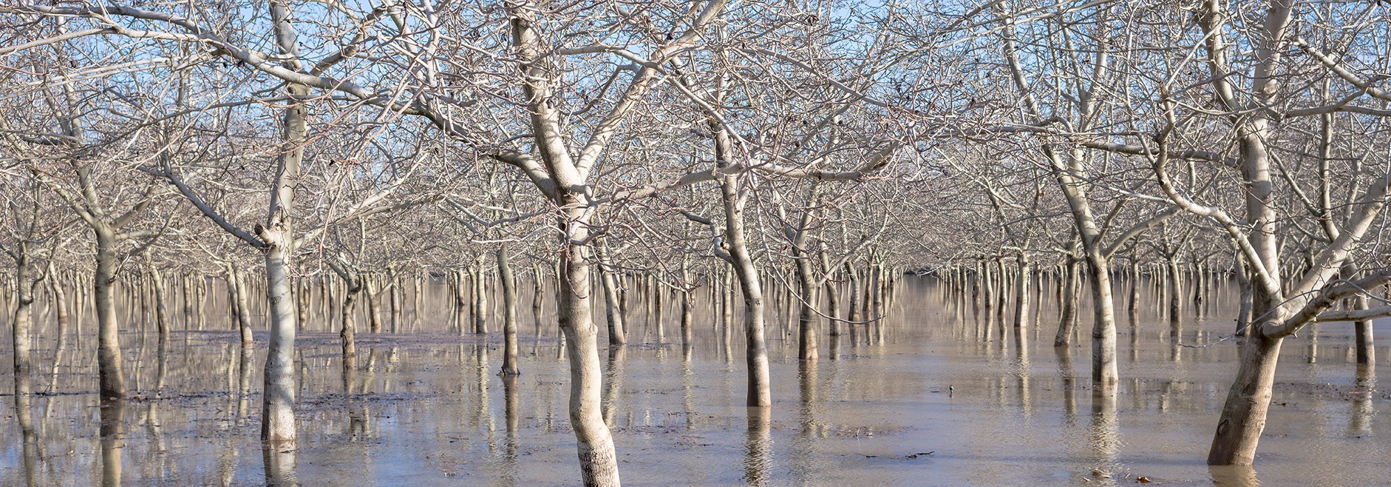 Flooded Walnut Orchard