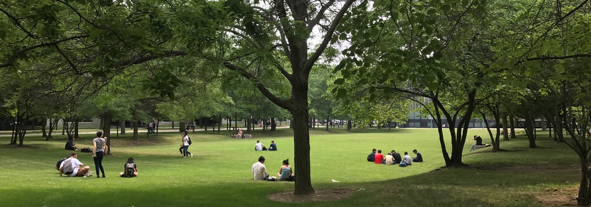 Broad lawn with trees and people sitting