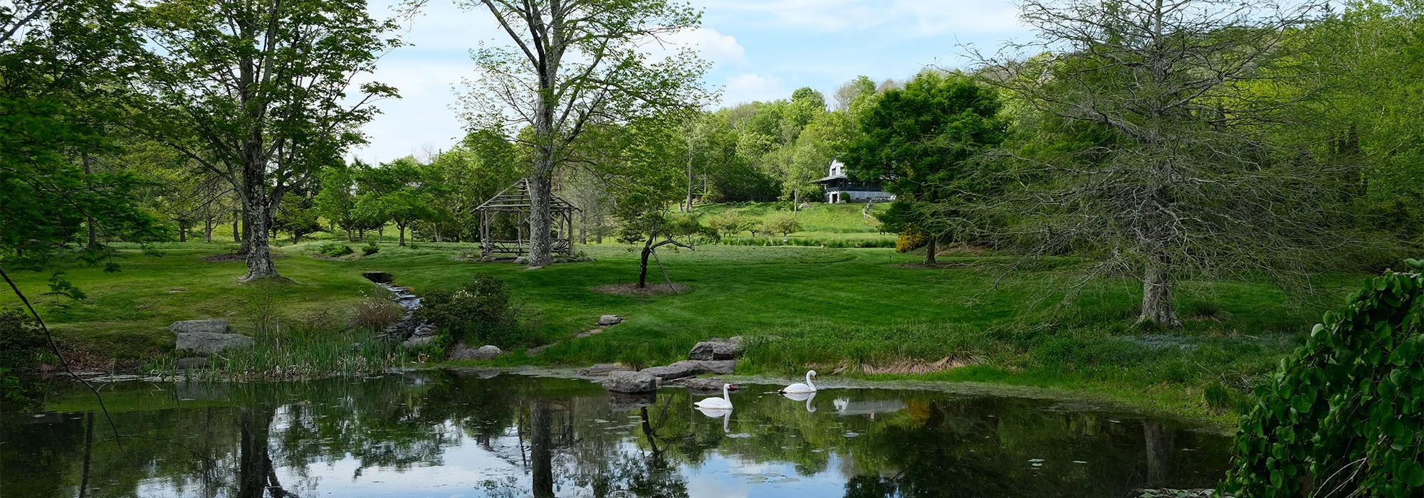 Pond with swans lined by trees; gazebo and hills in background