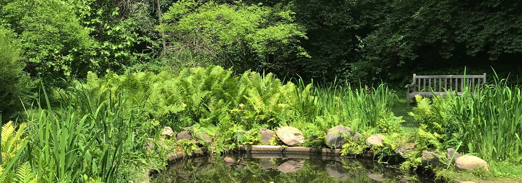 Pond edged by rocks and surrounded by lush greenery; bench in background
