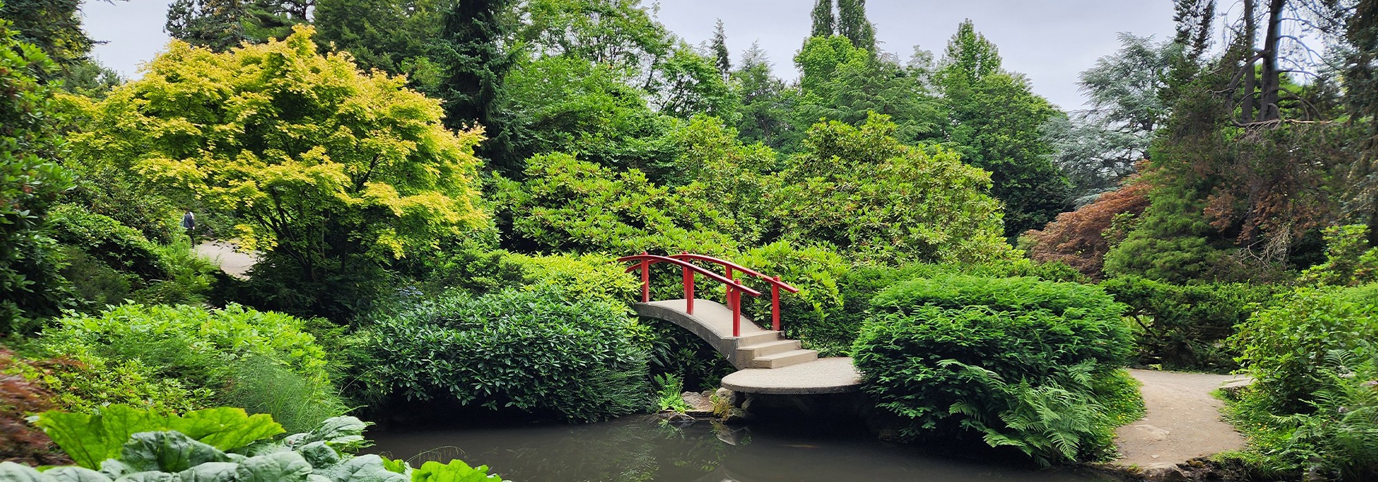 Pond with Japanese style bridge; lush plants surround