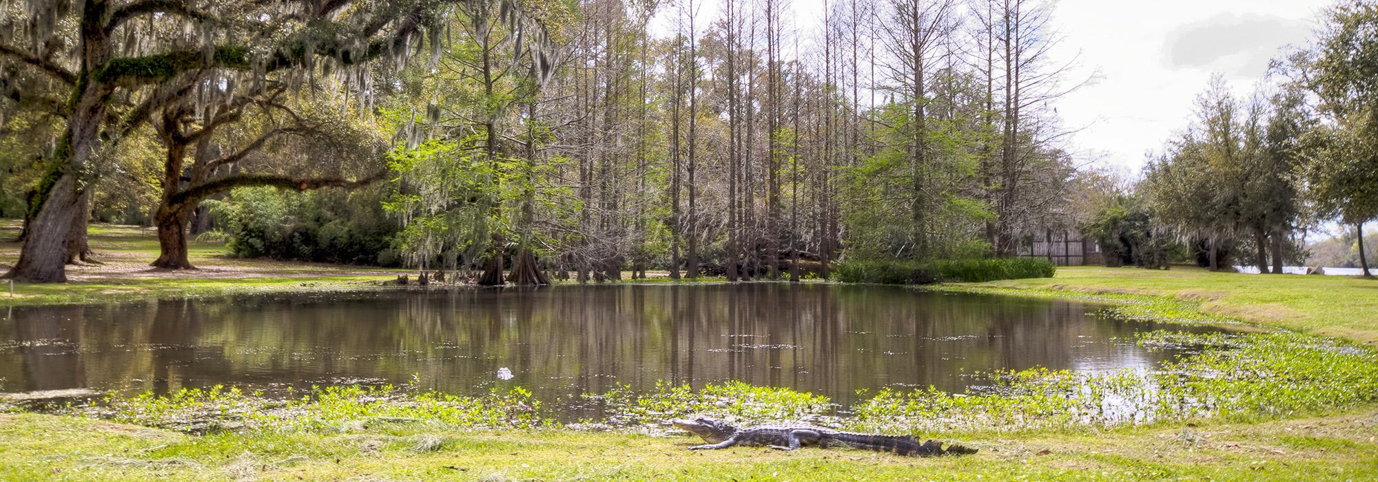 Jungle Gardens, Avery Island, LA