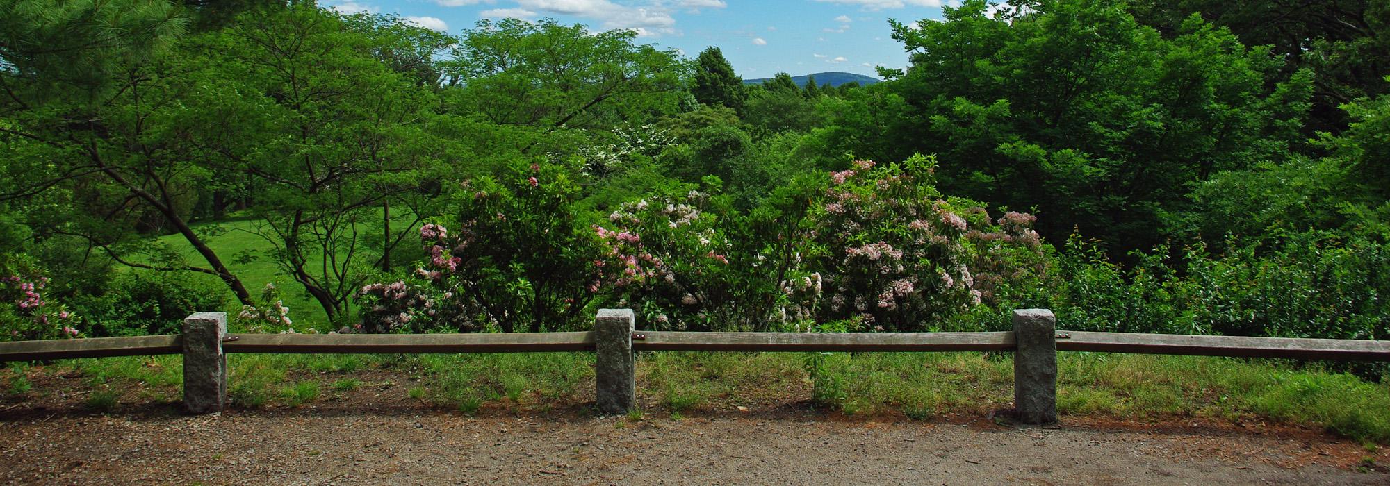 Bussey Hill, Arnold Arboretum, Boston, MA