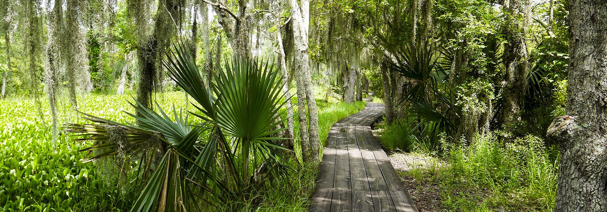 Barataria Preserve, New Orleans, LA