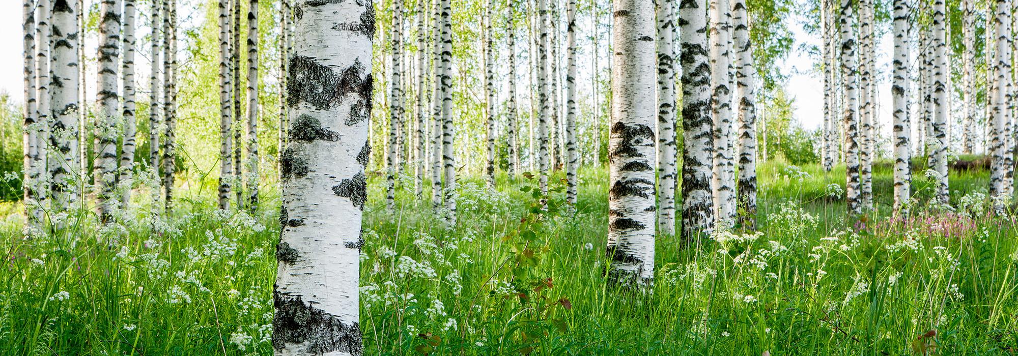 Birch Forest9