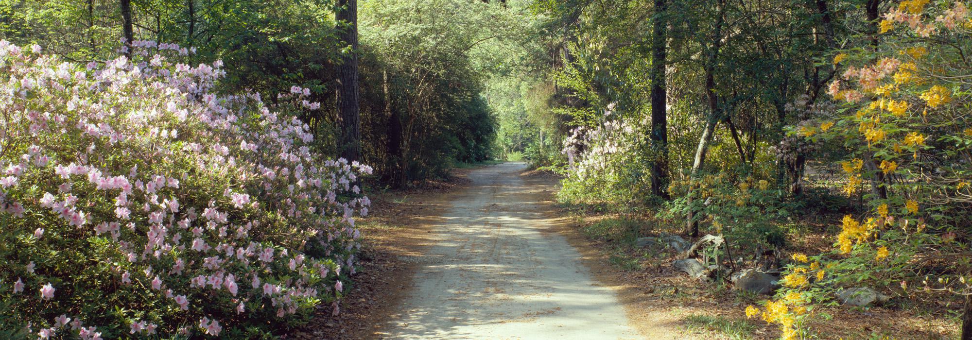 Briarwood: Caroline Dorman Nature Preserve, Saline, LA