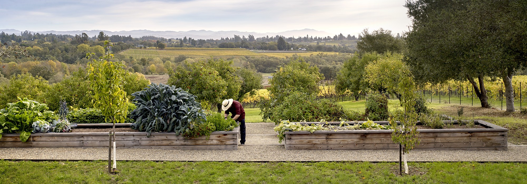 Where Agriculture Meets Coastal Woodlands, Sebastopol, CA