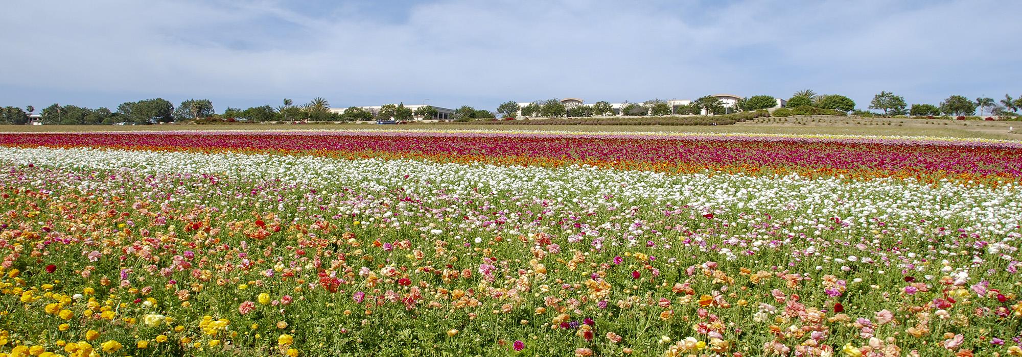 The Flower Fields at Carlsbad, Carlsbad, CA