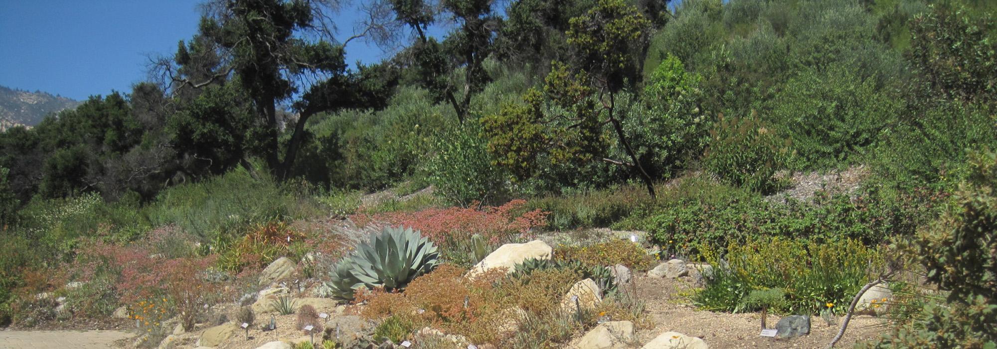 CA_SantaBarbara_BotanicGarden_hero_05_CharlesBirnbaum_2011.jpg CA_SantaBarbara_BotanicGarden_hero_05_CharlesBirnbaum_2011.jpg
