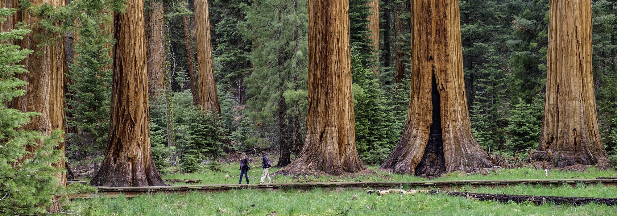 Sequoia National Park, Sierra Nevada Mountain Range, CA