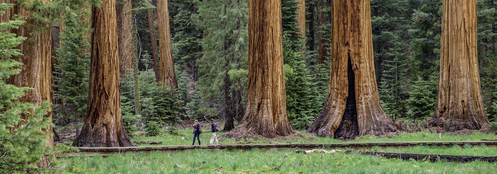 Sequoia National Park, Sierra Nevada Mountain Range, CA