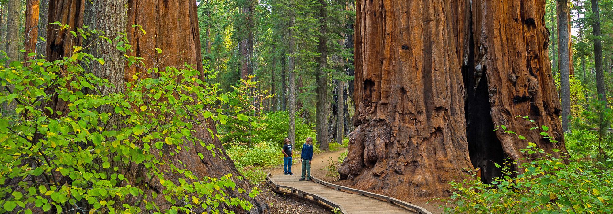 Calaveras North Grove, Giant Sequoia Range, CA