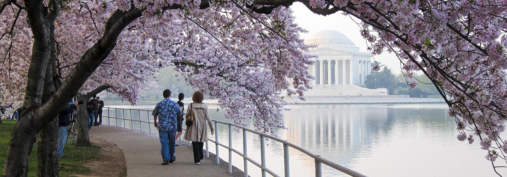 Cherry Blossoms on the National Mall