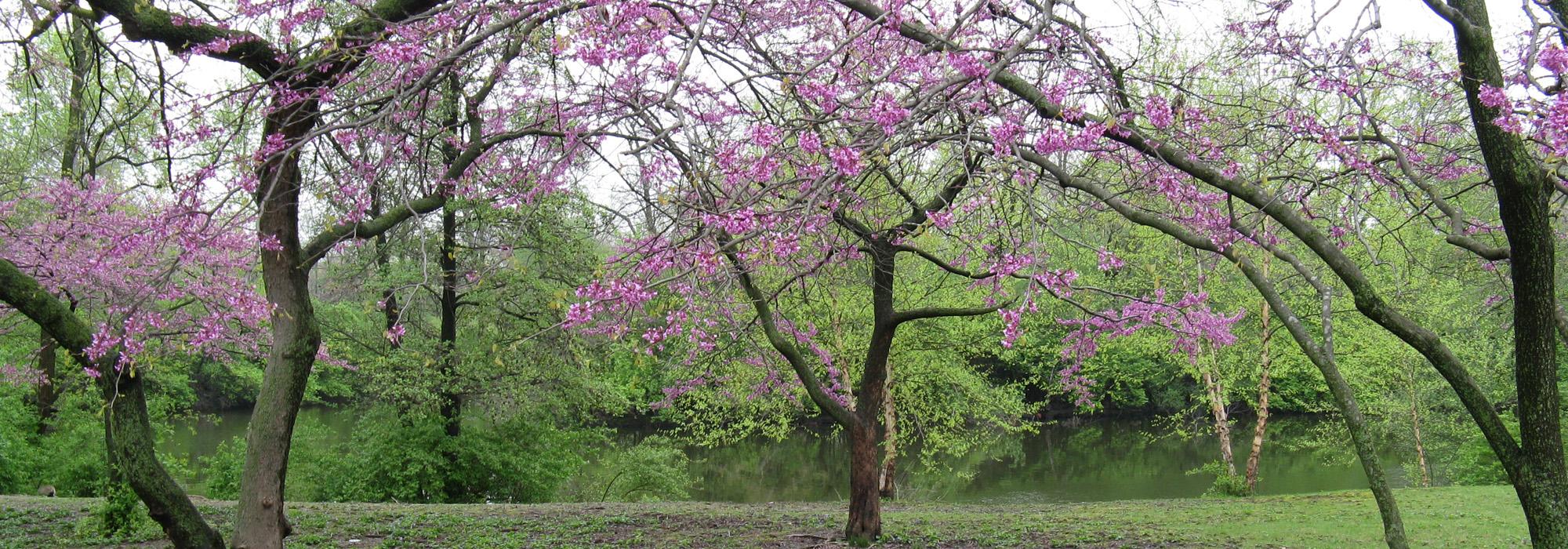 Crystal Lake Park, Urbana, IL