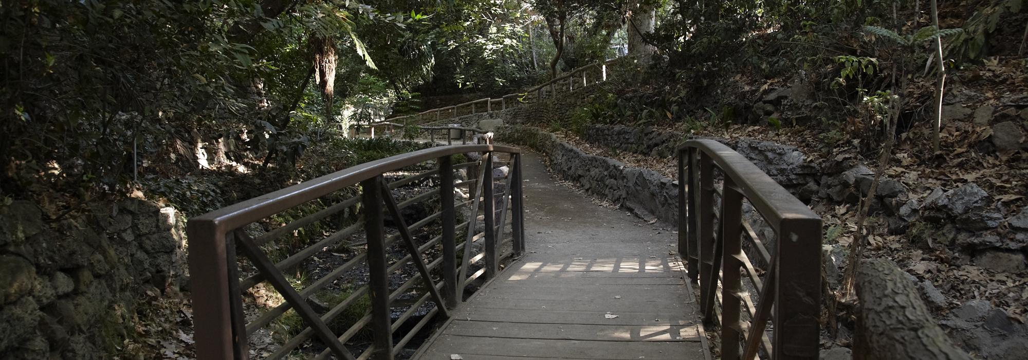 Fern Dell, Griffith Park