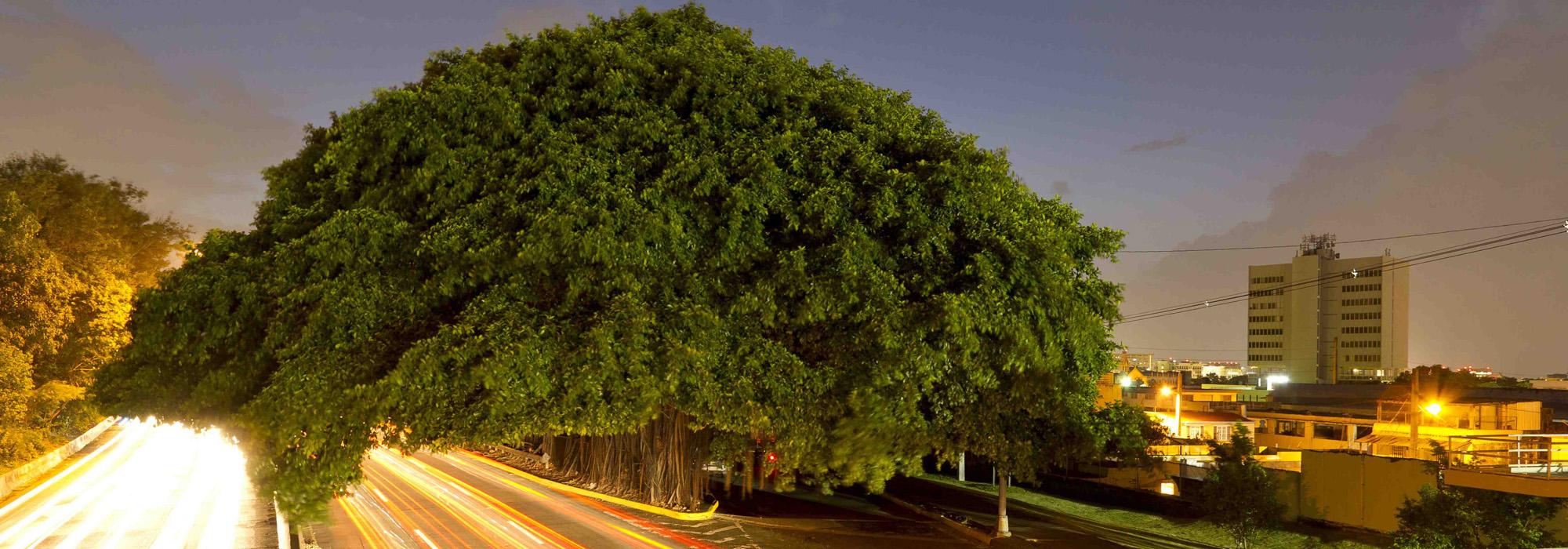 Ficus_hero_2010.jpg Ficus_hero_2010.jpg