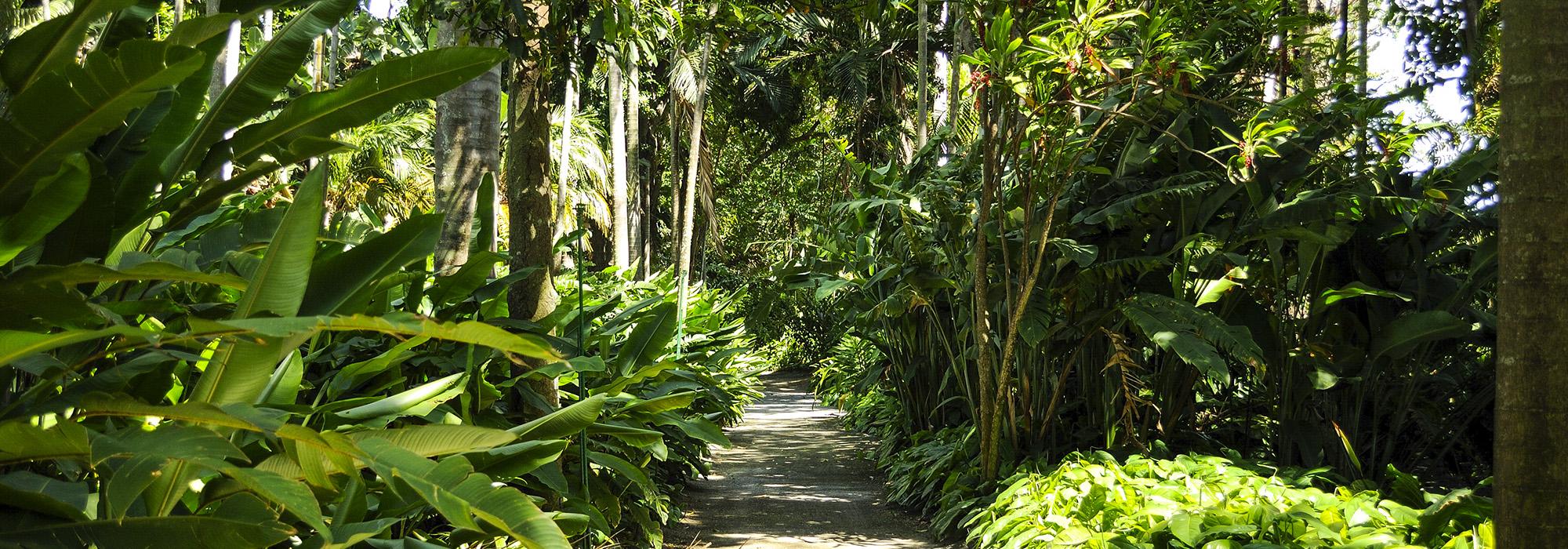 Foster Botanical Garden, Honolulu, HI