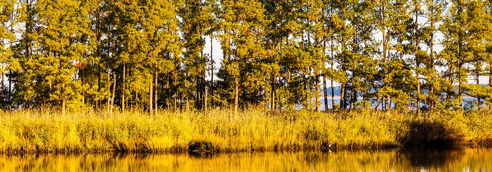 Hog Island Wildlife Management Area, Surry, VA