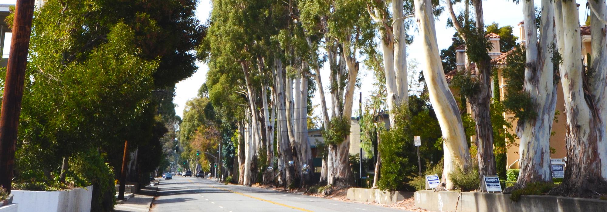 Howard Ralston Eucalyptus Rows, Burlingame, CA