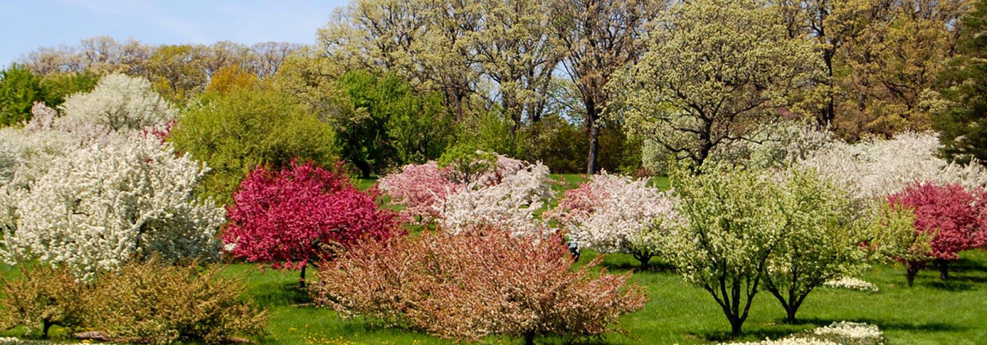 Morton Arboretum, Lisle, IL 