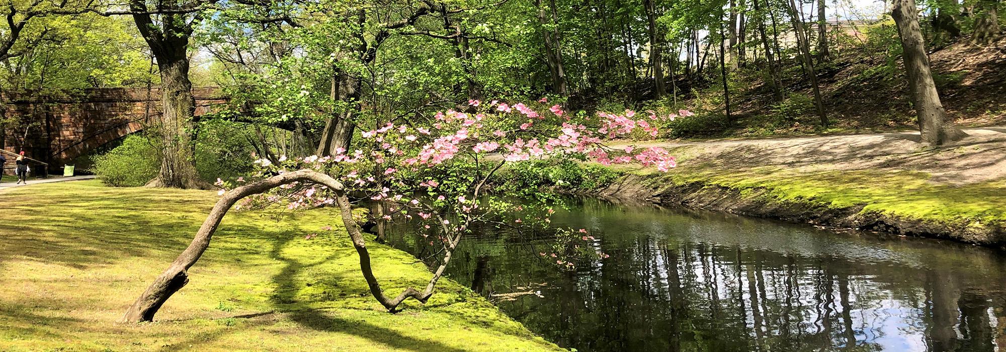 The Riverway, Boston, MA