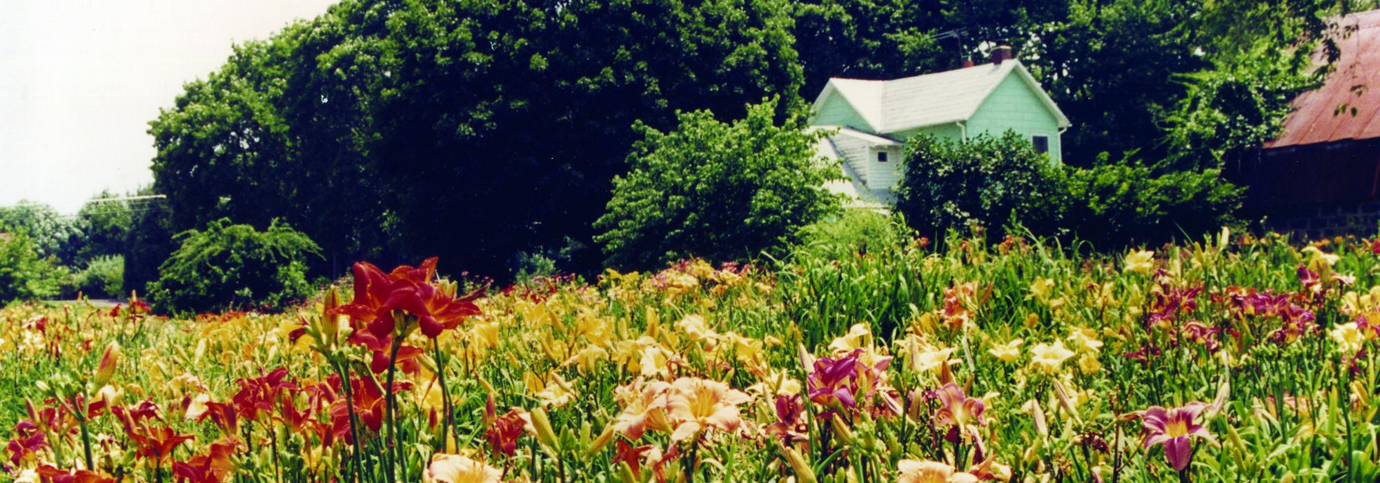 Margaret Thomas' Garden, Herndon, VA