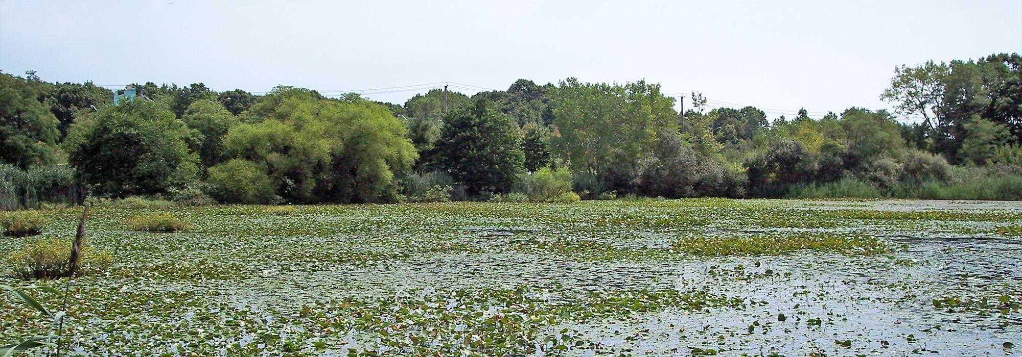 Clay Pit Ponds State Park Preserve, New York, NY