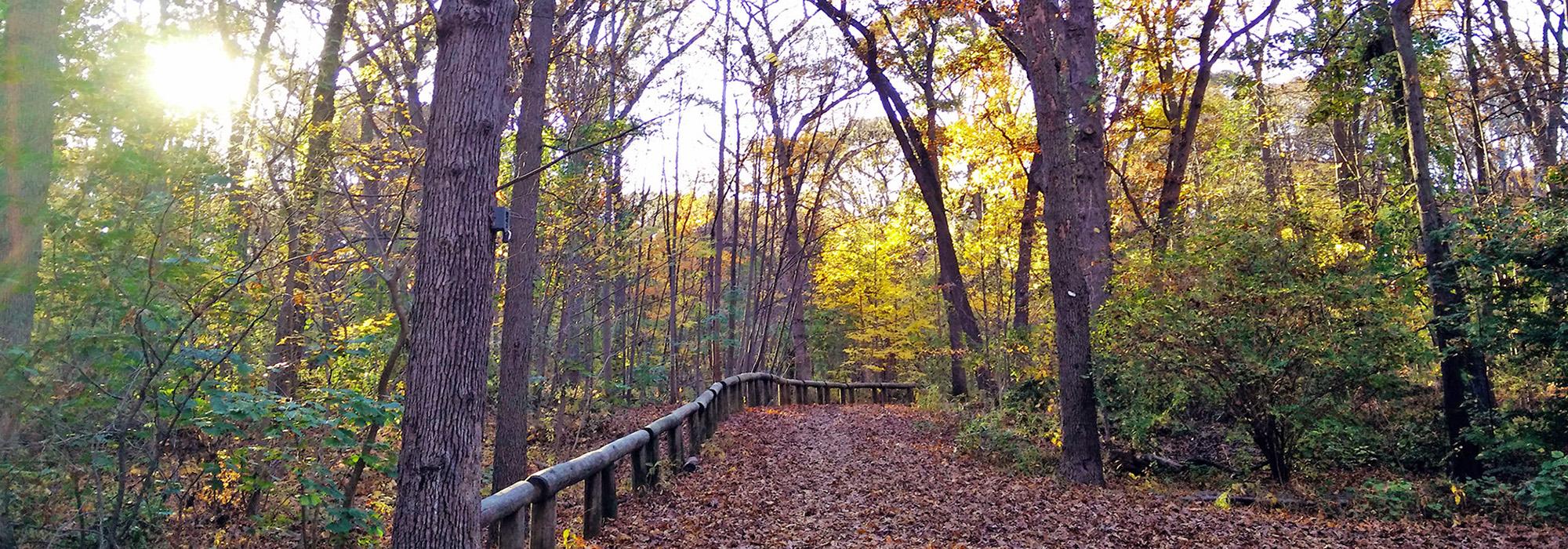 Forest Park, Queens, NY