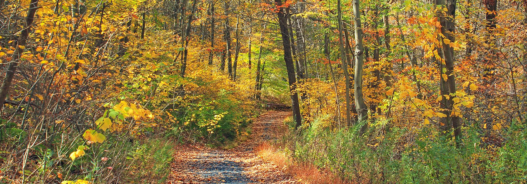 Totts Gap Road, Monroe County, near the Appalachian Trail at Totts Gap, Appalachian Trail, PA