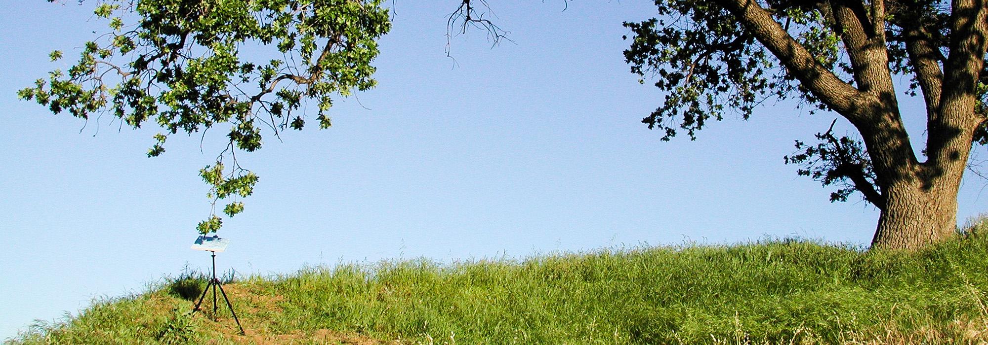 Valley Oak, Newhall Pass, CA