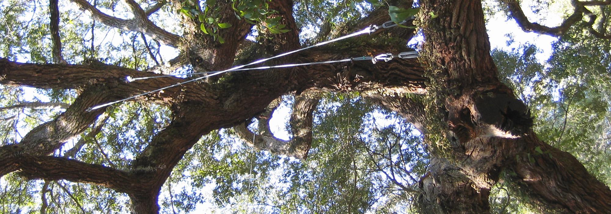 Angel Oak, Charleston, SC