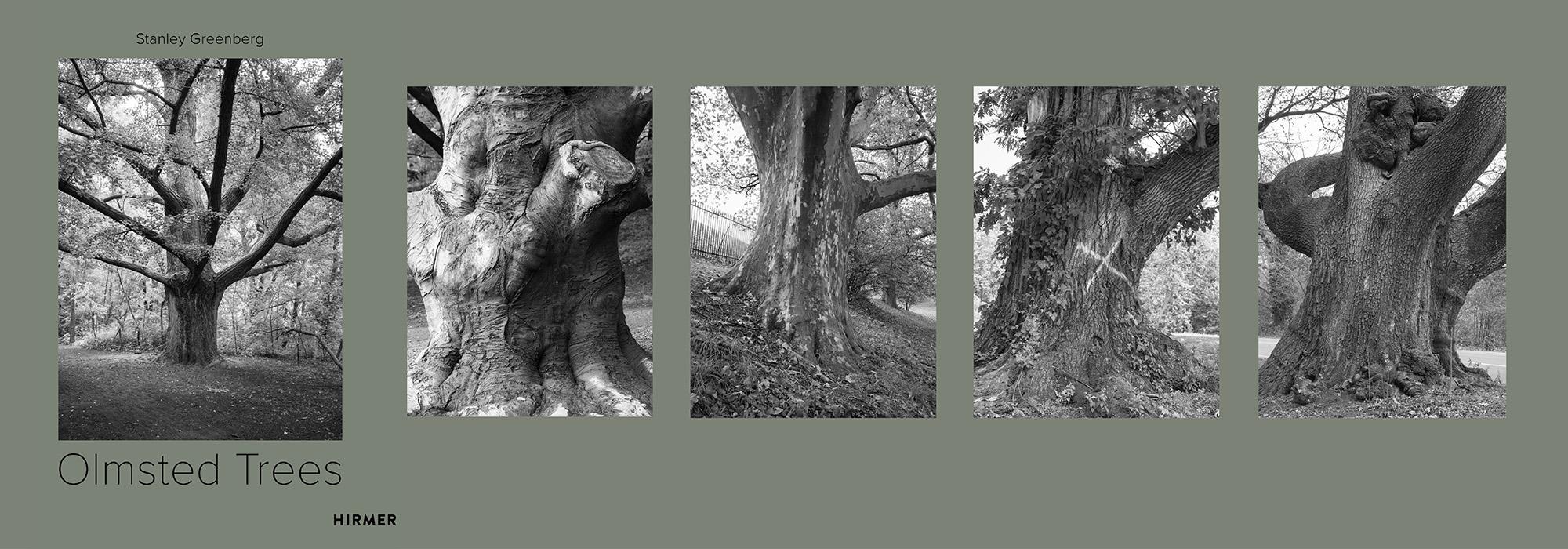 StanleyGreenberg-OlmstedTrees_Hero_02.jpg StanleyGreenberg-OlmstedTrees_Hero_02.jpg